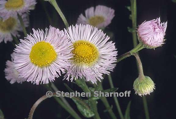 erigeron philadelphicus var philadelphicus 1 graphic